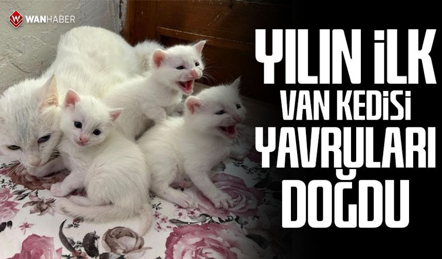 Yılın ilk Van kedisi yavruları doğdu