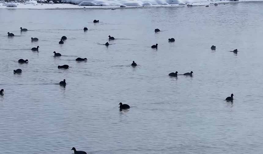 Van'da Kaz Gölü kuşların mekanı oldu
