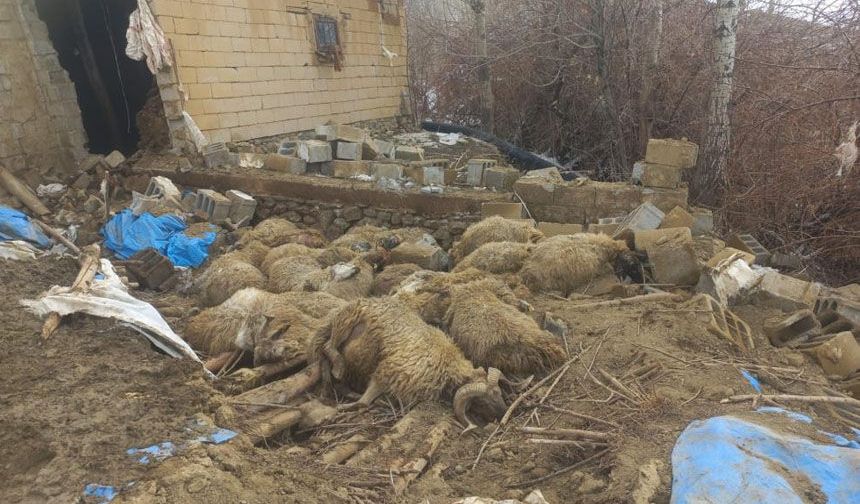 Van'da ahır çöktü, 23 küçükbaş hayvan telef oldu