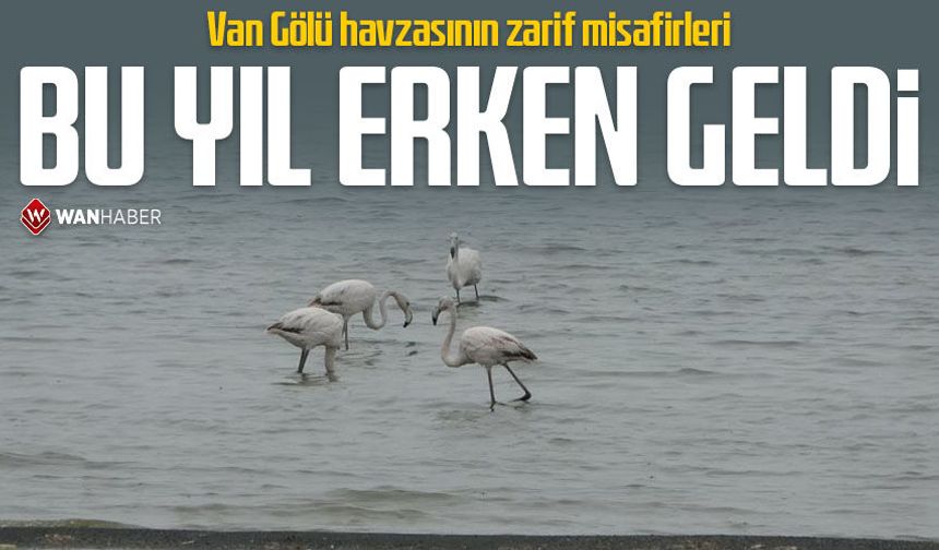 Allı turnalar bu yıl Van'a erken geldi