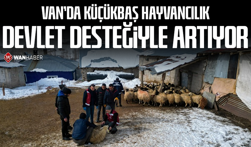 Van'da küçükbaş hayvancılık devlet desteğiyle artıyor