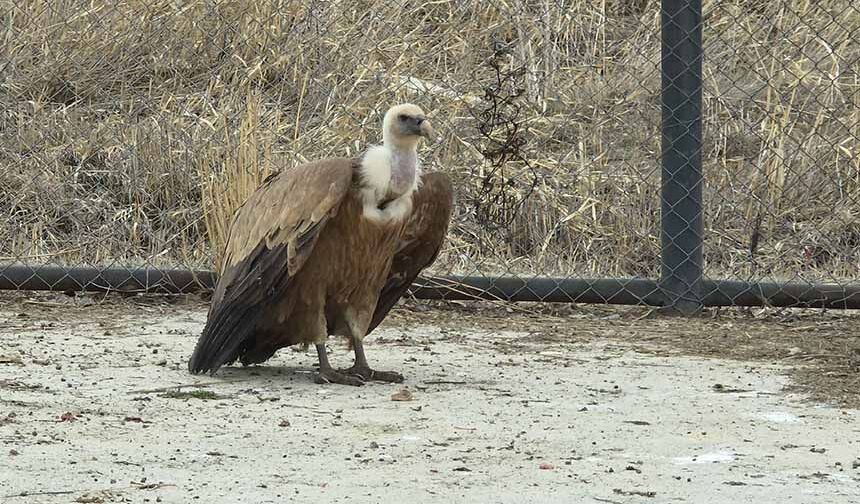 Tedavi edilen yaban kuşları özgürlüğe kanat çırpmaya hazır