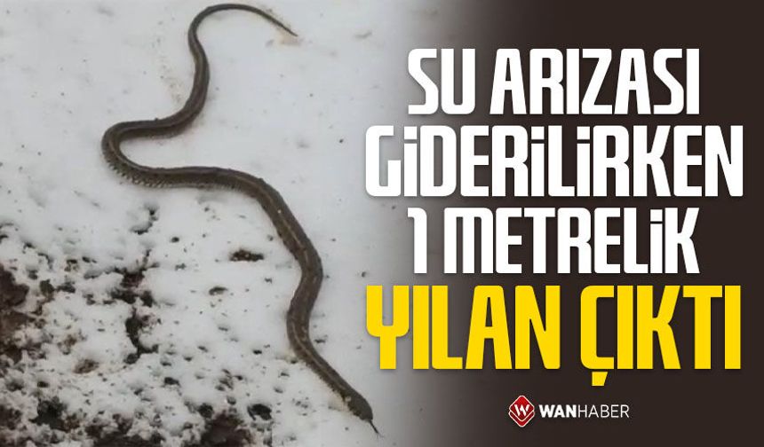 Su arızası giderilirken 1 metrelik yılan çıktı