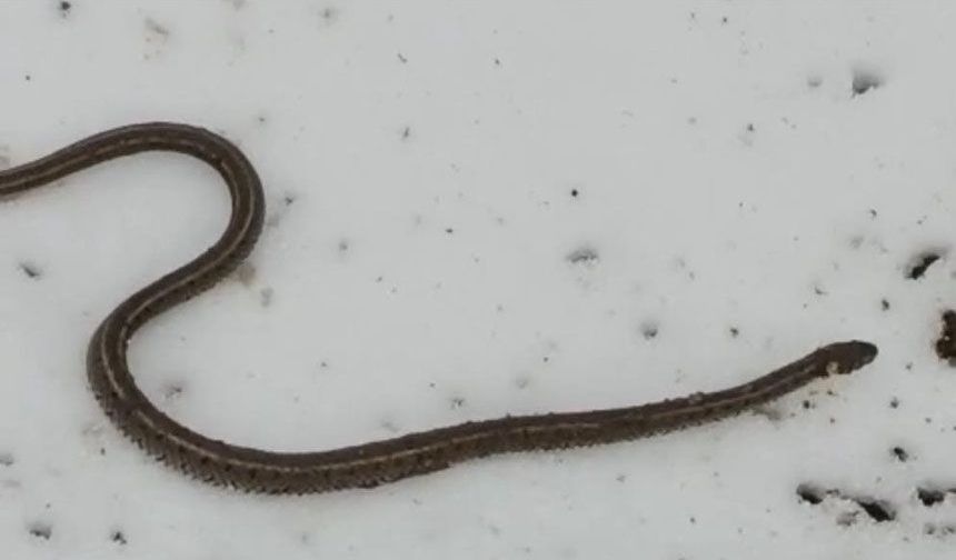 Su arızası giderilirken 1 metrelik yılan çıktı