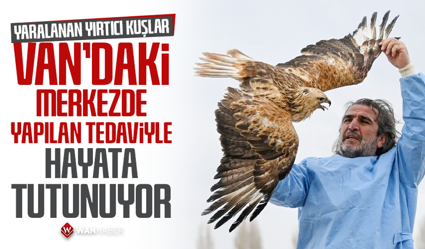 Yırtıcı kuşlar Van'daki merkezde yapılan tedaviyle hayata tutunuyor