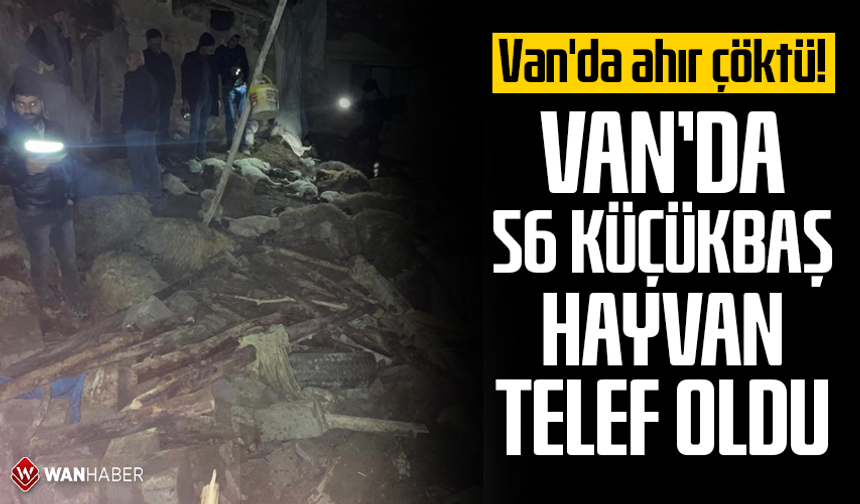 Van'da ahır çöktü: 56 küçükbaş hayvan telef oldu
