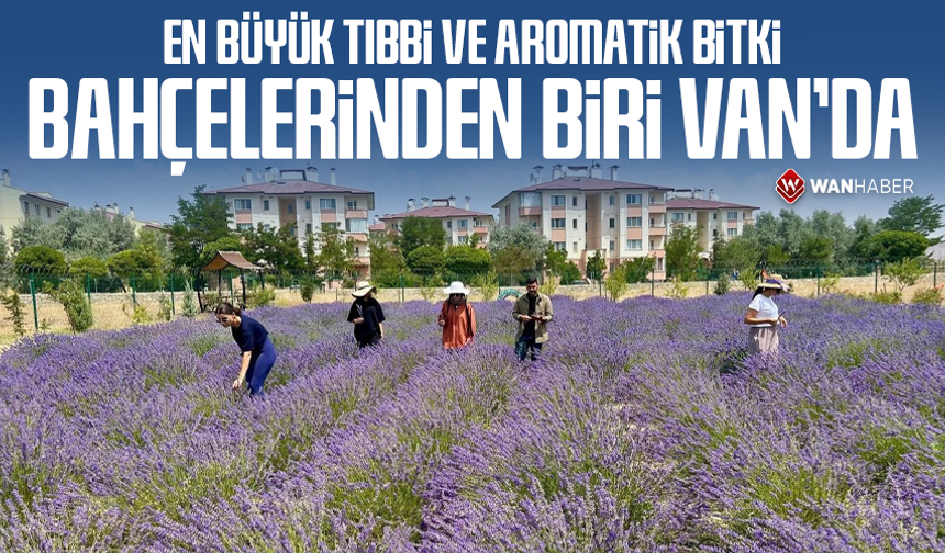 En büyük tıbbi ve aromatik bitki bahçelerinden biri Van’da
