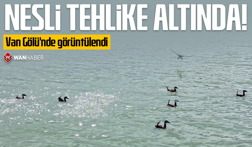 Nesli tehlike altında! Van Gölü'nde görüntülendi