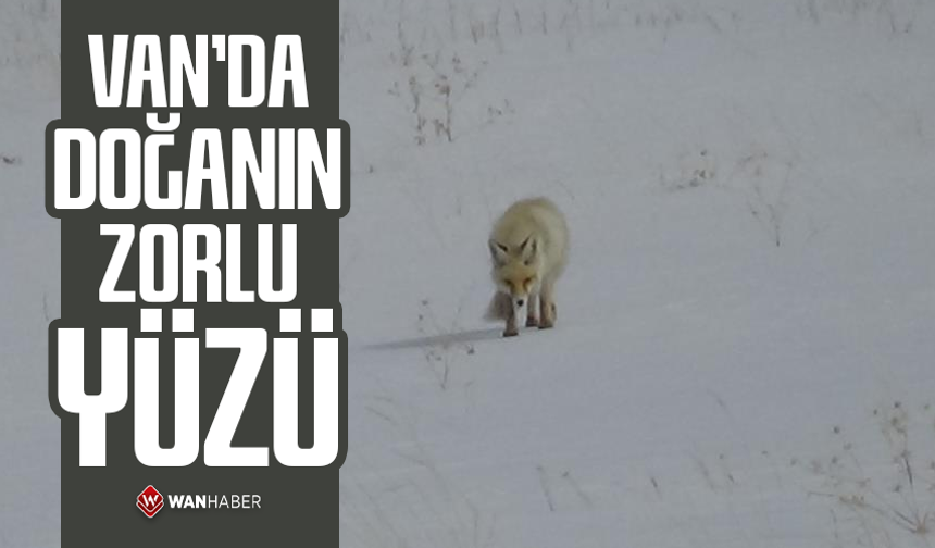 Van’da doğanın zorlu yüzü