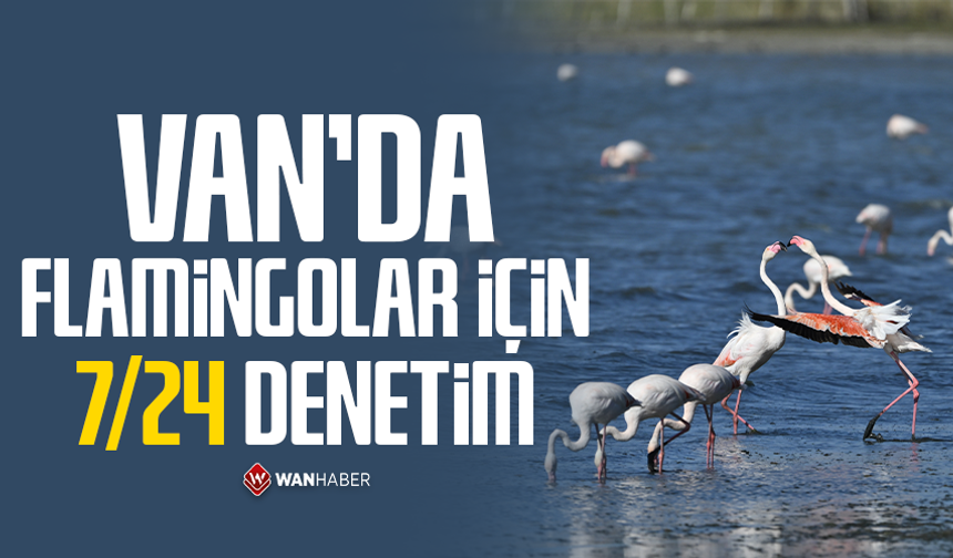 Van'da flamingolar için 7/24 denetim