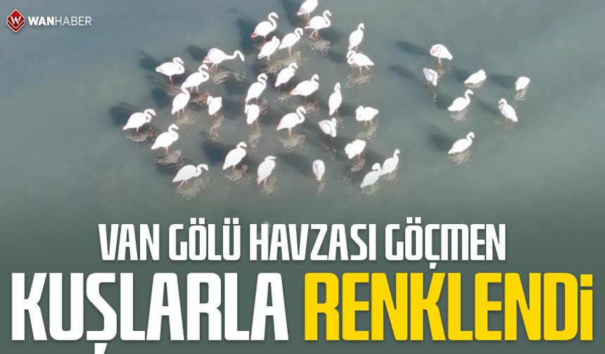 Van Gölü havzası göçmen kuşlarla renklendi