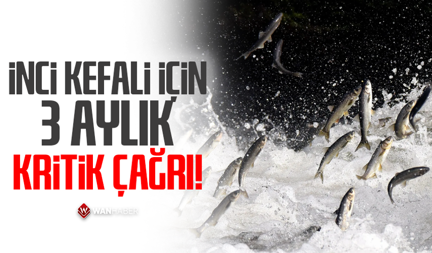 İnci kefali için 3 aylık kritik çağrı!