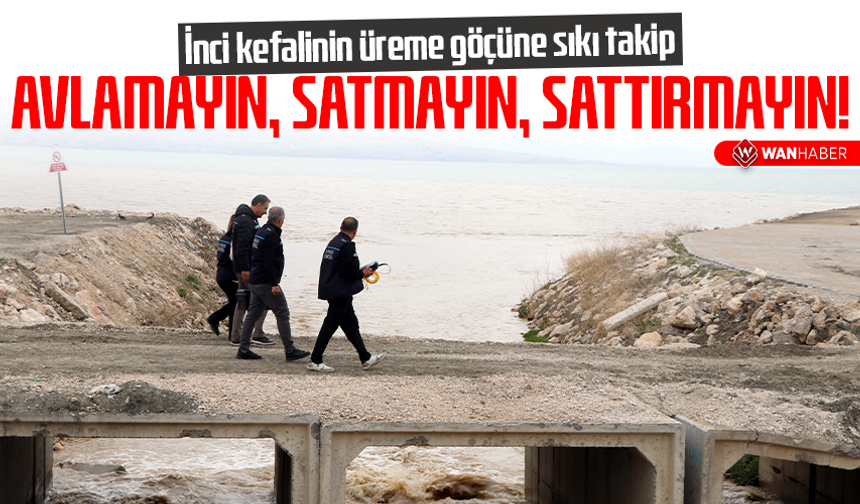 İnci kefalinin üreme göçüne sıkı takip! Avlamayın, satmayın ve sattırmayın