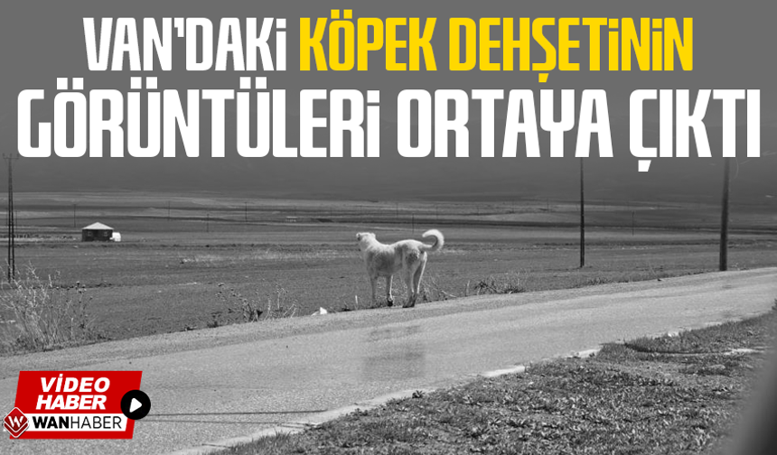 Van'daki köpek dehşetinin görüntüleri ortaya çıktı