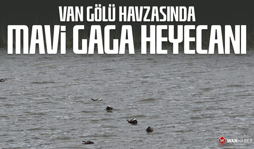 Van Gölü havzasında 'Mavi Gaga' heyecanı