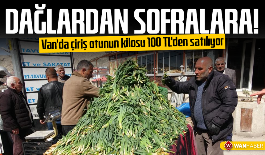 Dağlardan sofralara! Van'da çiriş otunun kilosu 100 TL'den satılıyor