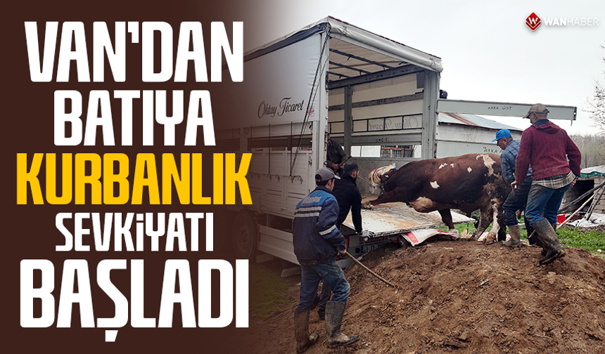 Van’dan batıya kurbanlık sevkiyatı başladı