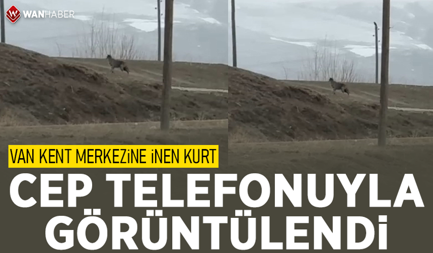 Van'da kent merkezine inen kurt, cep telefonuyla görüntülendi