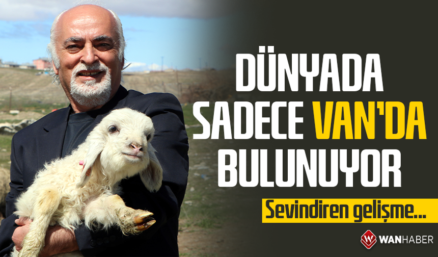Dünyada sadece Van'da bulunuyor! Sevindiren gelişme...
