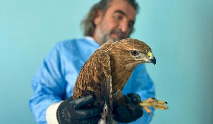 Van'da yaralı yaban hayvanları YYÜ'de sağlığına kavuşuyor