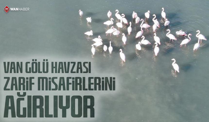 Van Gölü havzası zarif misafirlerini ağırlıyor