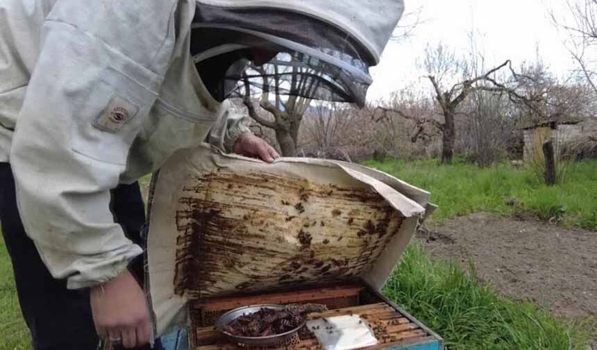 Arıcılık sezonu başladı