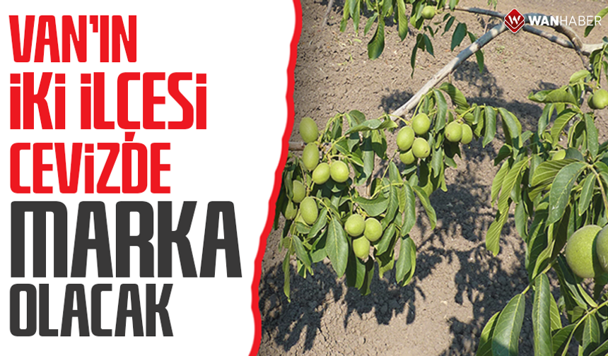 Van’ın iki ilçesi cevizde marka olacak
