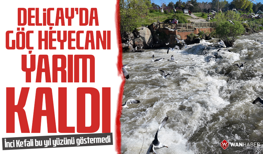 Deliçay’da göç heyecanı yarım kaldı! İnci kefali bu yıl yüzünü göstermedi
