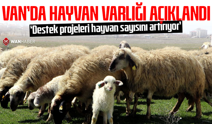 Van’ın hayvan varlığı açıklandı: ‘Destek projeleri hayvan sayısını artırıyor’