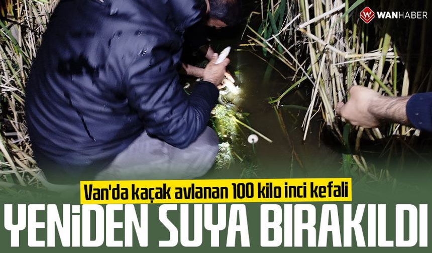 Van'da kaçak avlanan 100 kilo inci kefali, yeniden suya bırakıldı