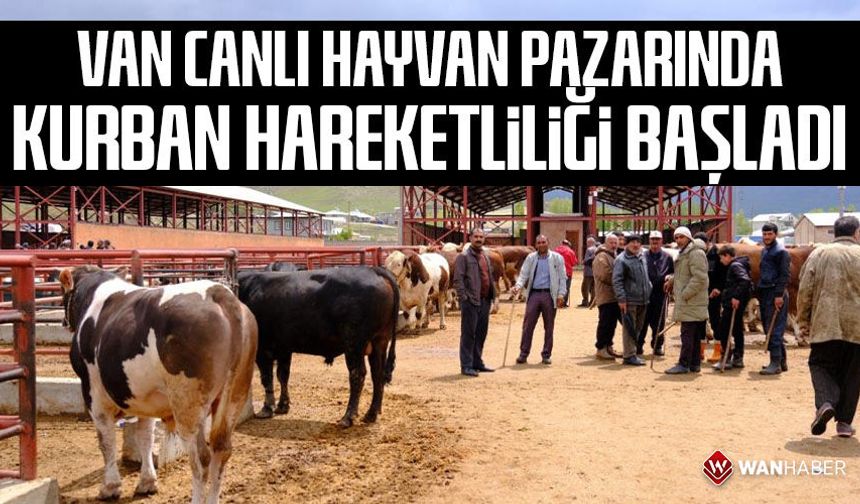 Van canlı hayvan pazarında Kurban Bayramı hareketliliği başladı