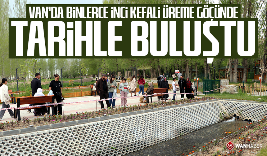 Van’da binlerce inci kefali üreme göçünde tarihle buluştu