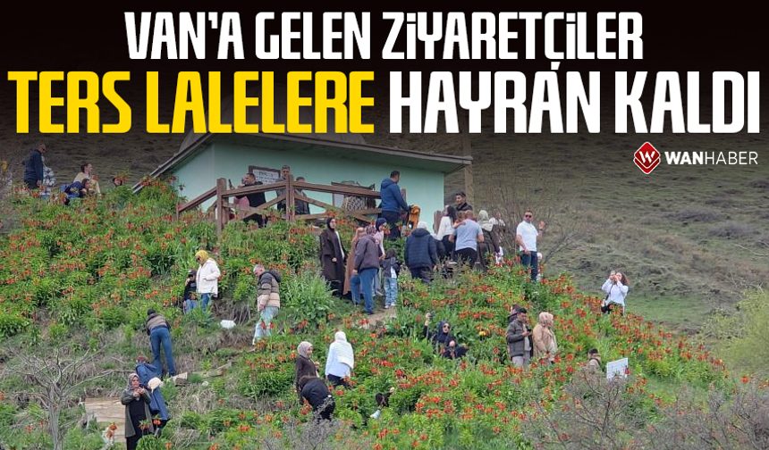 Van'a gelen ziyaretçiler ters lalelere hayran kaldı