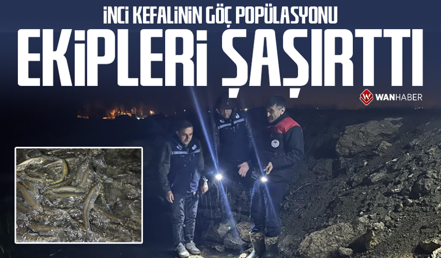 İnci kefalinin göç popülasyonu ekipleri şaşırttı