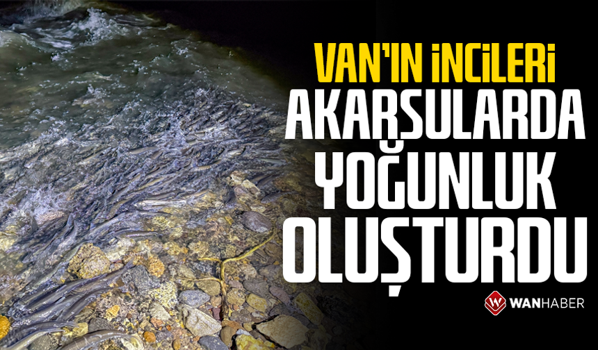 Van'ın incileri akarsularda yoğunluk oluşturdu