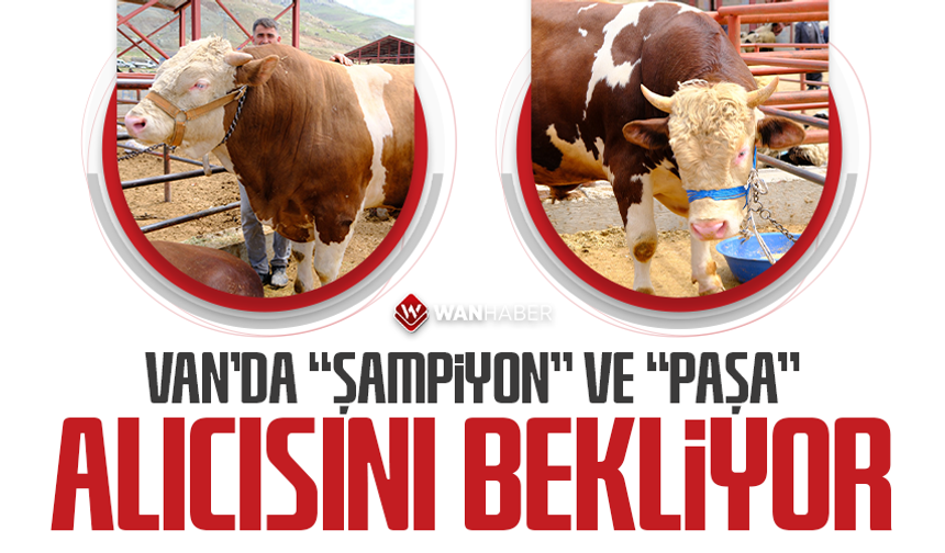 Van’da “Şampiyon” ve “Paşa” alıcısını bekliyor