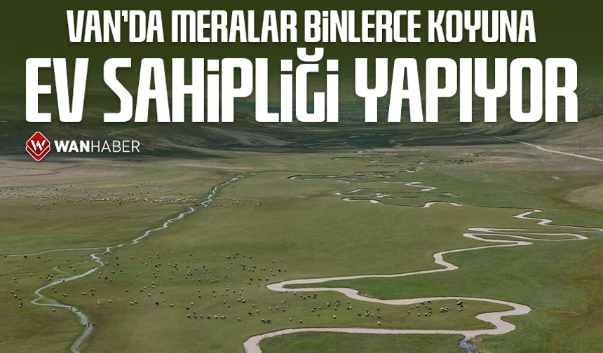 Van'da meralar binlerce koyuna ev sahipliği yapıyor