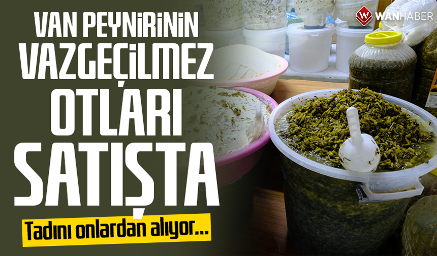 Van peynirinin vazgeçilmez otları satışta! Tadını onlardan alıyor…