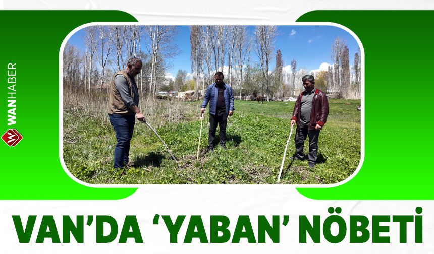 Van'da mısır tarlalarında 'yaban' nöbeti!