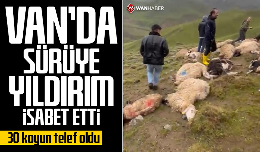 Van'da sürüye yıldırım isabet etti: 30 koyun telef oldu