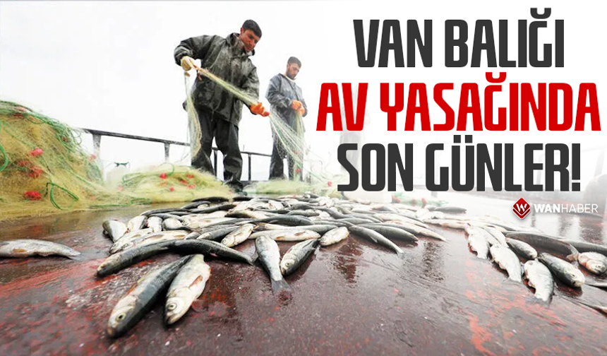 Van Balığı av yasağında son günler!