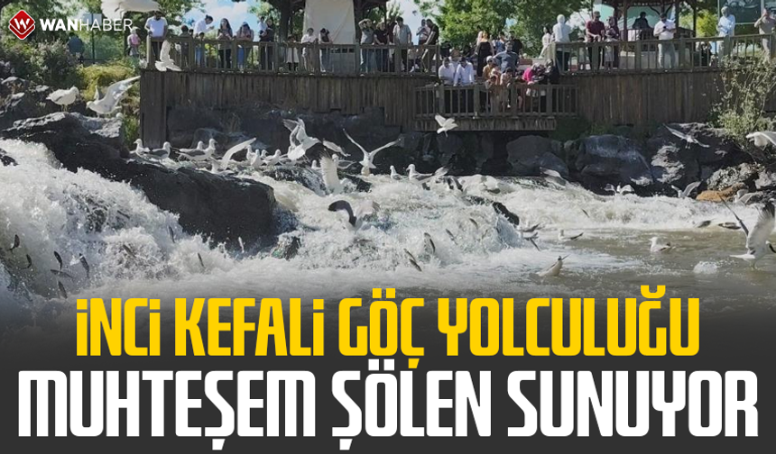 İnci kefali göç yolculuğu muhteşem şölen sunuyor