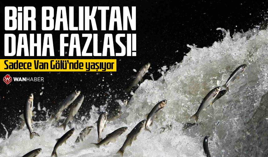 Sadece Van Gölü’nde yaşıyor: Bir balıktan daha fazlası!