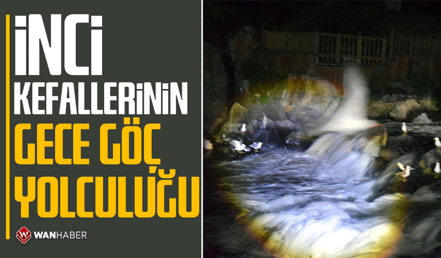 İnci kefalleri gece kendilerini daha güvende hissediyor