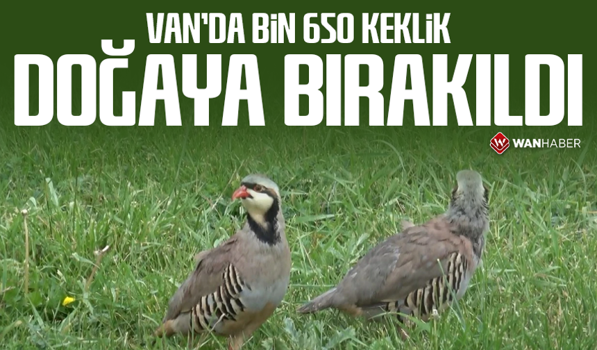 Van’da 12 yılda bin 650 keklik doğaya bırakıldı