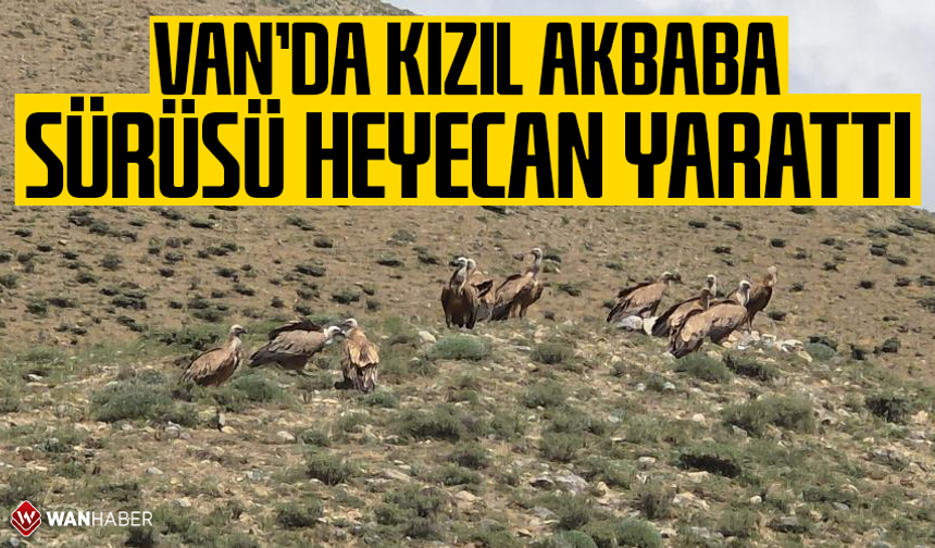 Van’da kızıl akbaba sürüsü heyecan yarattı