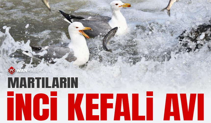 Martıların inci kefali avı