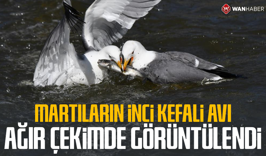 Martıların inci kefali avı ağır çekimde görüntülendi