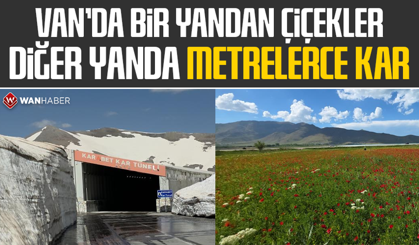 Van'da bir yanda çiçekler, diğer yanda metrelerce kar