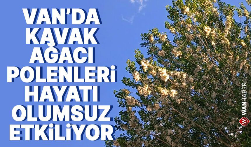 Van'da kavak ağacı polenleri hayatı olumsuz etkiliyor